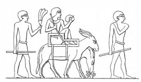 Kopp - Riding donkeys Egypt